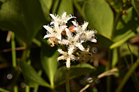 Menyanthes trifoliata Menyanthes trifoliata